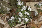 Rue anemone <BR>Windflower